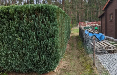 Hecke Robert Schöne Garten- und Bauservice