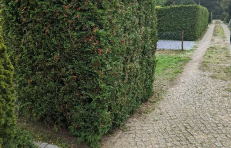 Hecke Robert Schöne Garten- und Bauservice